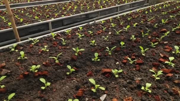 Piazzole Lattuga Verde Brillante Crescita Azienda Agricola Biologica Concetto Aziendale — Video Stock