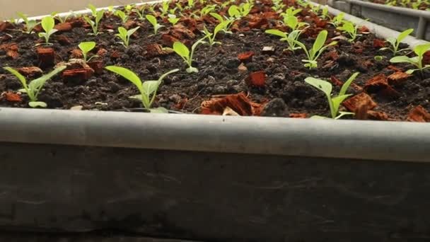 Groeiende Heldergroene Sla Percelen Biologische Groenteboerderij Bedrijfsconcept Voor Voedselproductie — Stockvideo