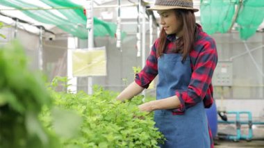 Asyalı kadın çiftçi bir seranın içinde organik sebzeler yetiştiriyor. Modern tarım teknolojisi. Kadın işyeri sahibi..