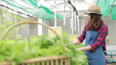 Seradaki organik sebze bahçesinde çalışan Asyalı kadın çiftçi. Modern tarım tarım konsepti. organik gıda