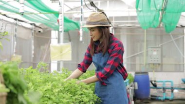 Seradaki organik sebze bahçesinde çalışan Asyalı kadın çiftçi. Modern tarım tarım konsepti. organik gıda