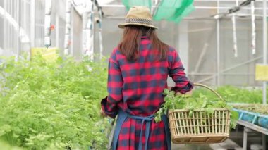 Bir sepet sebze taşıyan Asyalı kadın çiftçi seradaki organik sebze tarlasını teftiş ediyor. Modern tarım tarım konsepti. organik gıda