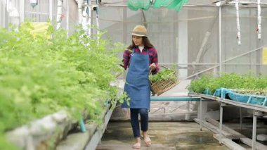 Bir sepet sebze taşıyan Asyalı kadın çiftçi seradaki organik sebze tarlasını teftiş ediyor. Modern tarım tarım konsepti. organik gıda