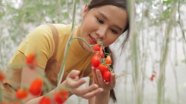 Güzel bir Asyalı çiftçi serada domates ekiyor. O, sonuçtan memnundu. organik konsept toksik olmayan ürünler. sağlıklı yiyecek modern tarım teknolojisi