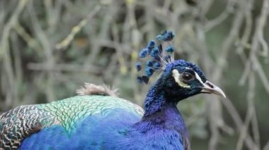 Parktaki tavus kuşunu kapat.