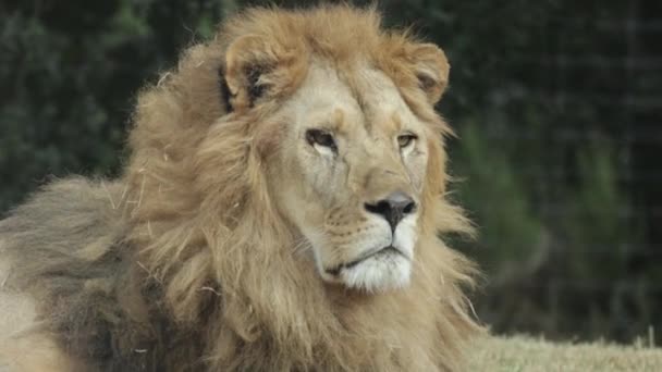 Крупным Планом Портрет Льва — стоковое видео