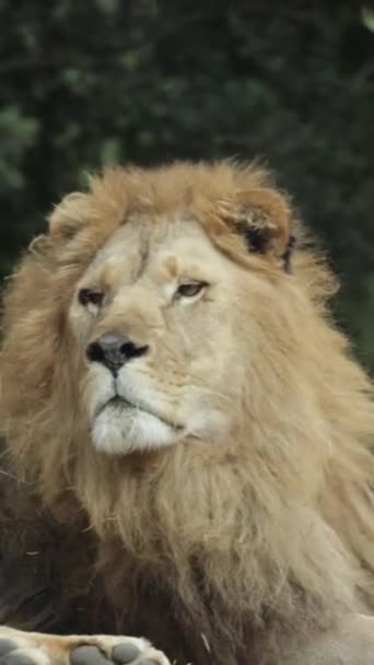Κοντινό Πλάνο Πορτρέτο Του Λιονταριού — Αρχείο Βίντεο