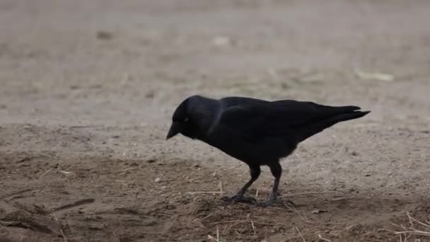 乌鸦在公园的地面上休息 — 图库视频影像