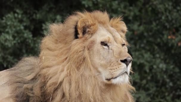 Крупным Планом Портрет Льва — стоковое видео