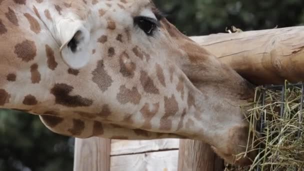 Portrait Giraffe Close — Stock Video