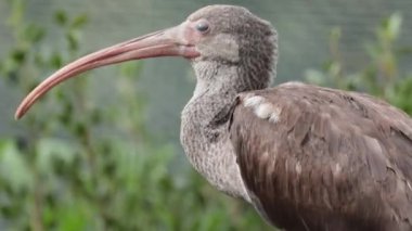 Bir Ibis 'in portresini kapat