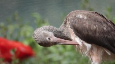 Bir Ibis 'in portresini kapat