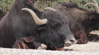 Parkta yatan yakın plan bir öküz.