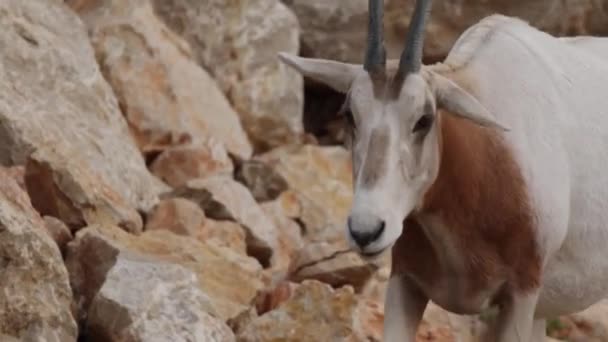 Oryx Con Cuernos Cimitarra Cerca Parque — Vídeos de Stock