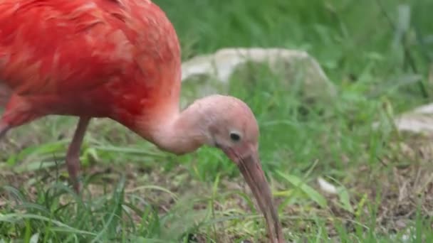 Ritratto Ravvicinato Ibis Scarlatto — Video Stock