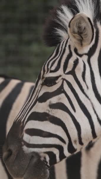 Ritratto Vicino Una Zebra — Video Stock