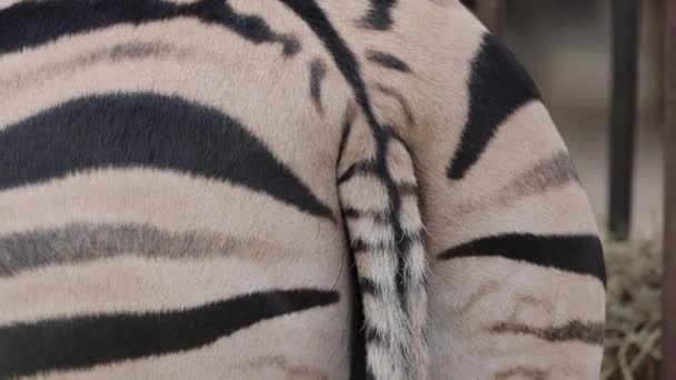 Zebra Von Hinten Gesehen Aus Nächster Nähe — Stockvideo