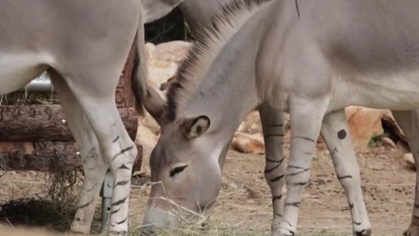 Έρημος Γάιδαρος Σομαλός Γάιδαρος Τρώει Πάρκο — Αρχείο Βίντεο