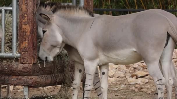 Âne du désert ou âne somalien mangeant dans un parc