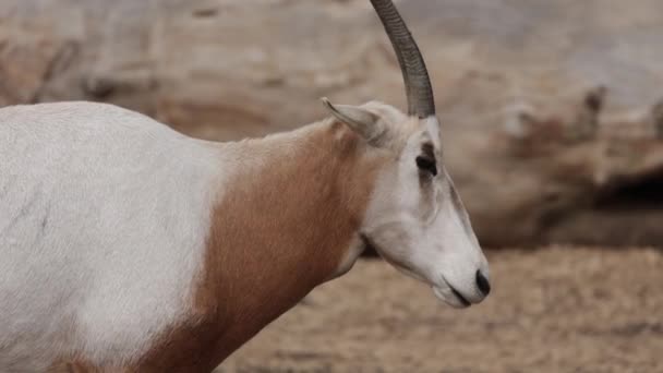 Gros Plan Oryx Cornes Scimitar Dans Parc — Video