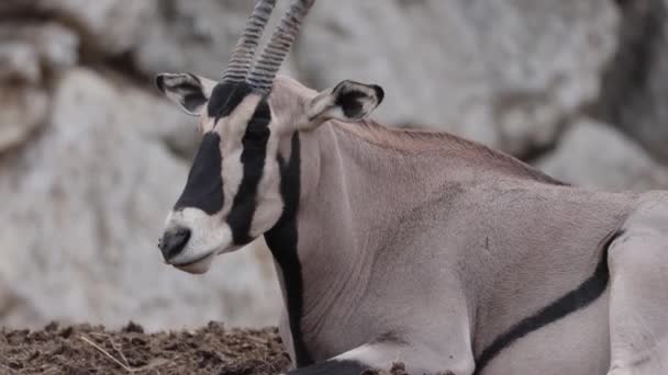 Portrait Rapproché Oryx Beisa — Video