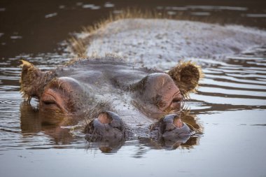 Sudaki bir su aygırının portresi. Yaklaş.