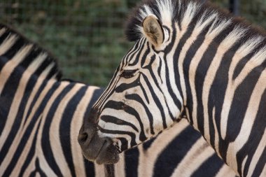 zebra portresi kapatmak