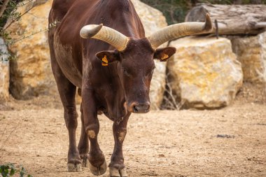 watusi (ankole) yakın duruyor