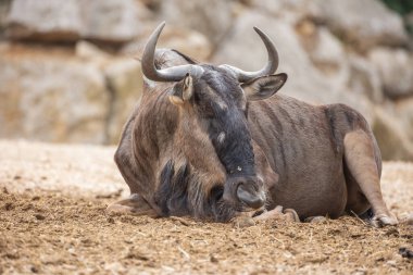 Mavi antilop hayvan parkına yaklaşıyor.