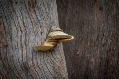 Ağaç gövdesinde büyüyen bir mantara yaklaş