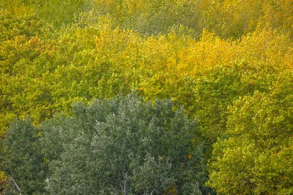 Alberi Colorati Giallo Arancio Verde Autunno — Foto Stock