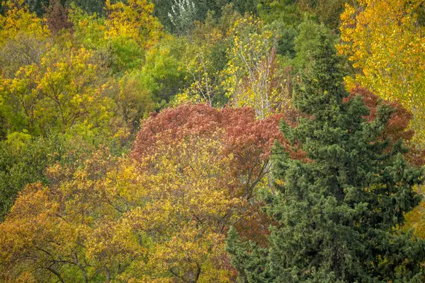 stock image trees colored with yellow, orange and green in autumn