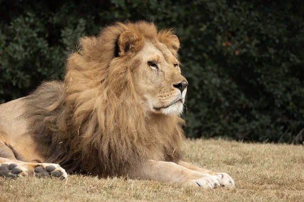 Närbild Porträtt Ett Lejon — Stockfoto