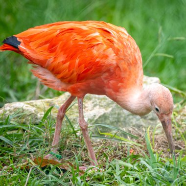 Kızıl aynalı bir aynanın portresini kapat