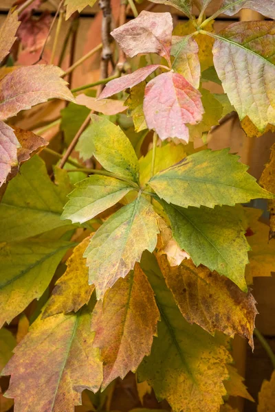 Detal Liści Kolorach Jesieni — Zdjęcie stockowe