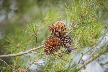 Bir kozalağın üzerindeki kozalakları kapat.