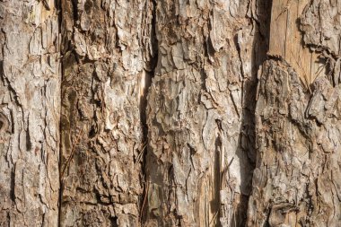 Ağaç kabuğu yakın çekim