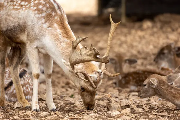 stock image close up portrait of a fallow deer