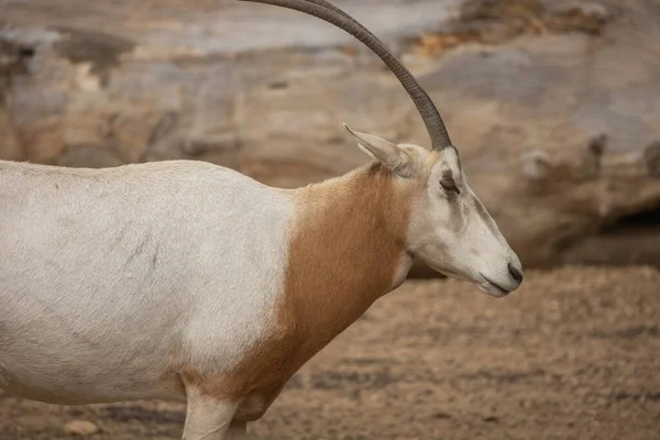 Scimitar-horned oryx close-up in a park
