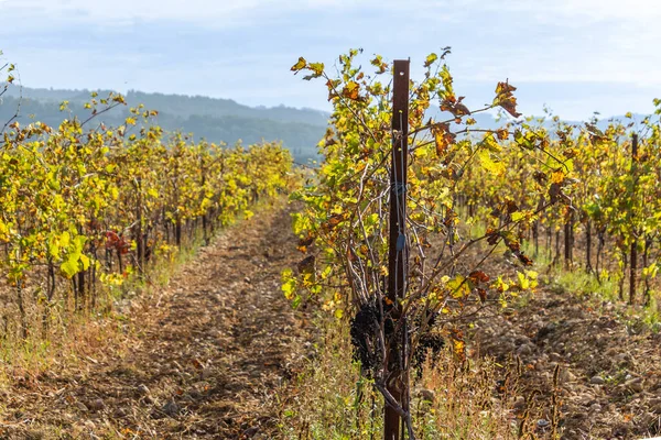 Vinrankor Hösten Närbild — Stockfoto