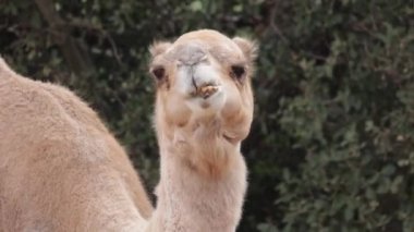 Bir dromedary 'nin yakın plan portresi