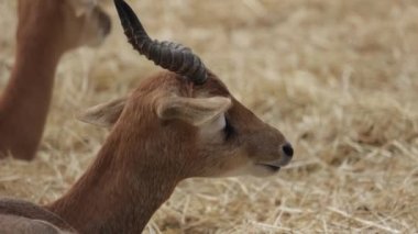 Bir antilobun portresini kapat