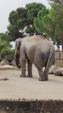 Hayvan parkında bir fil.