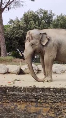 Hayvan parkında bir fil.