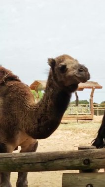 Bir dromedary 'nin yakın plan portresi