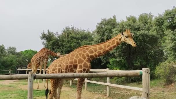 Kilka Żyraf Zagrodzie Parku Dla Zwierząt — Wideo stockowe