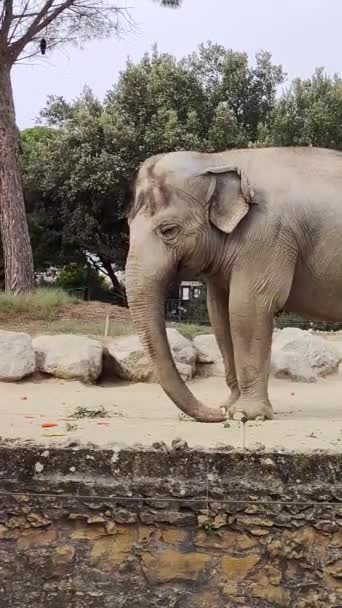 Ein Elefant Tierpark — Stockvideo