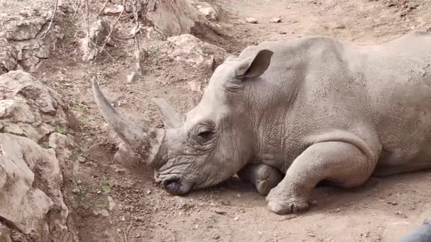Nosorožec Leží Zemi — Stock video