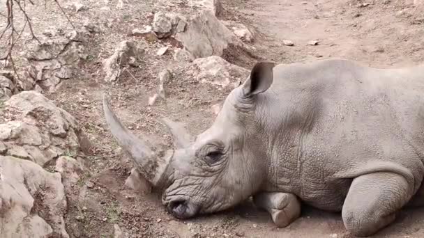 Rhino Leżący Ziemi — Wideo stockowe