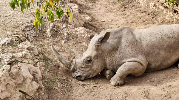 Rhino Lying Ground — Stock Photo, Image